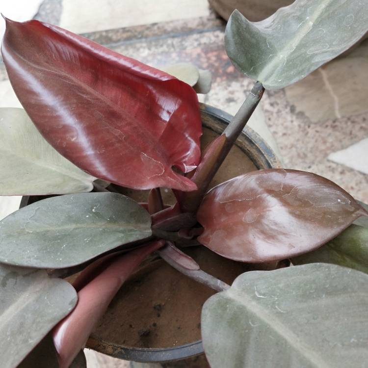 Plant image Philodendron 'Black Cardinal' syn. Philodendron erubescens 'Black Cardinal'