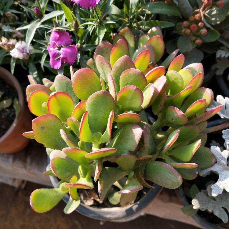 Plant image Crassula Ovata