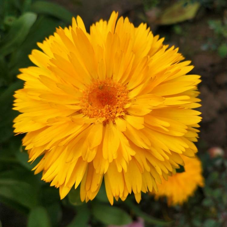 Plant image Calendula officinalis 'Gold Star'