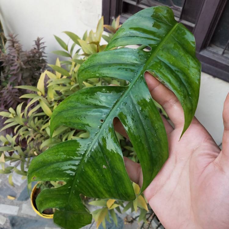 Plant image Epipremnum pinnatum  syn. Monstera pinnata, Philodendron pinnatum, Pothos pinnatus, Rhaphidophora pinnata, Scindapsus pinnatus