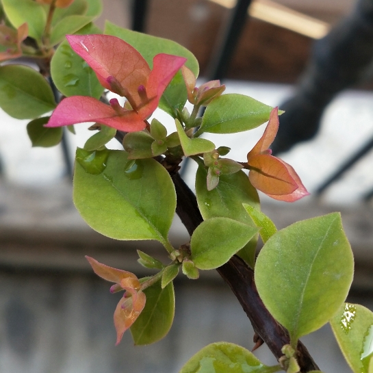 Plant image Bougainvillea Spectabilis 'Alexandra'