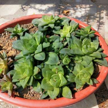 Haworthia cymbiformis var. obtusa