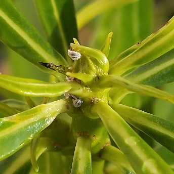 Cascabela thevetia syn. Cascabela peruviana, Thevetia peruviana