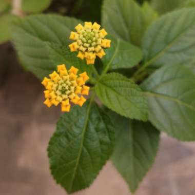 Lantana camara 'New Gold'