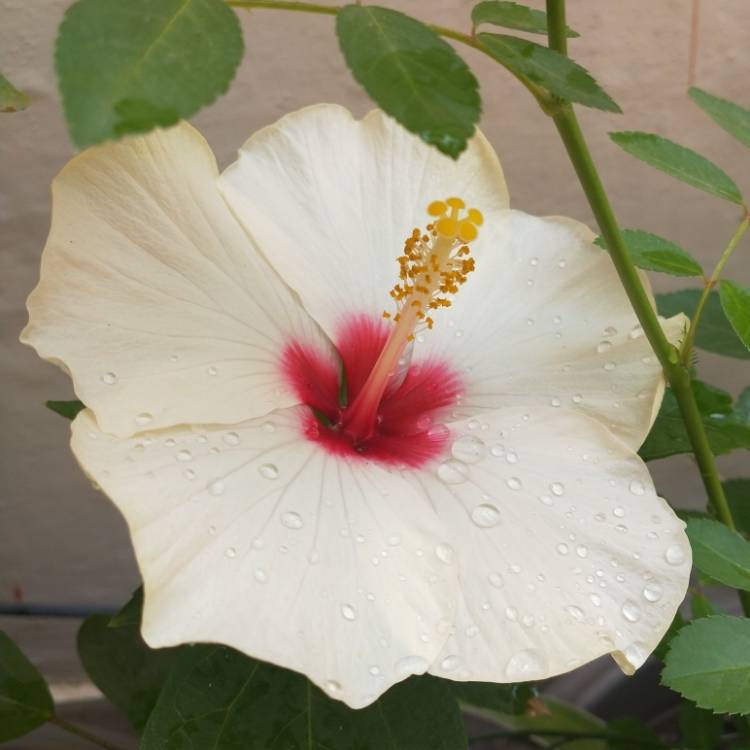 Plant image Hibiscus rosa-sinensis 'Hawaiian Sunset'