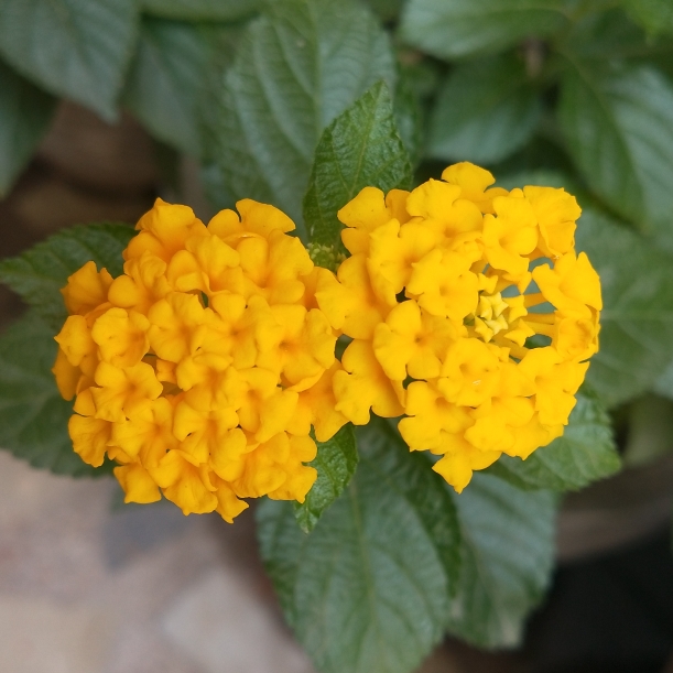 Plant image Lantana camara 'New Gold'