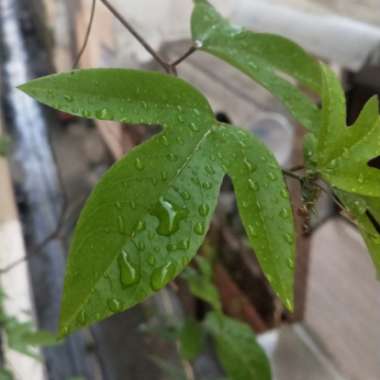 Passiflora Incarnata