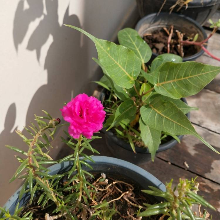 Plant image Portulaca amilis