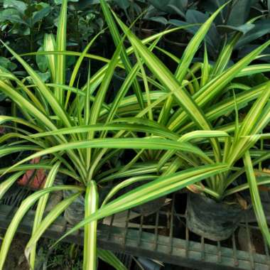 Pandanus Baptistii  'Aureus'