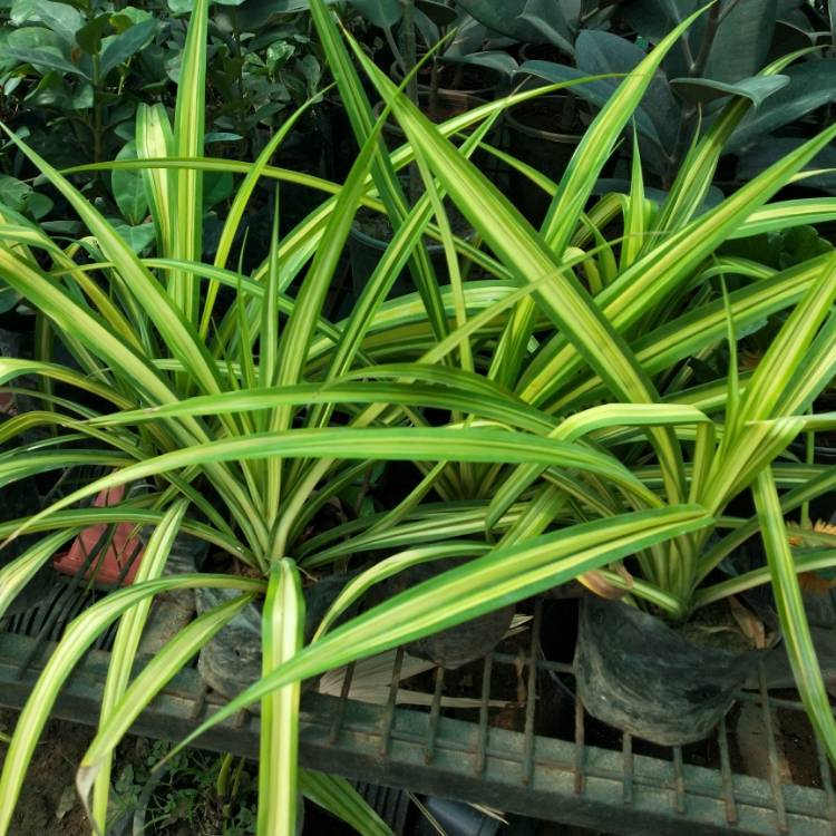 plant image 1320701