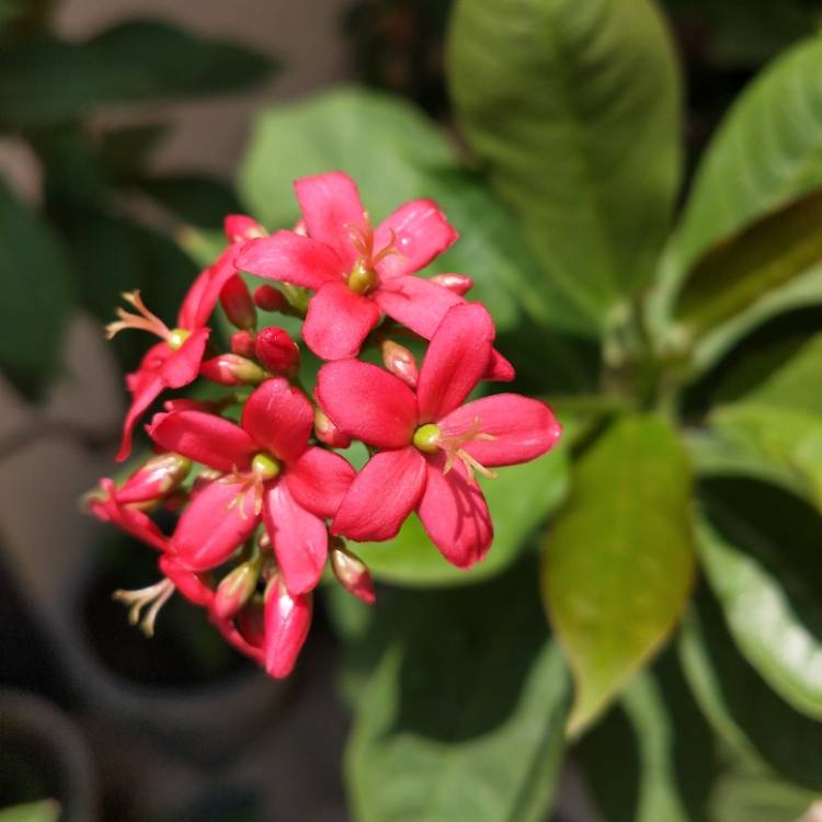 Plant image Jatropha