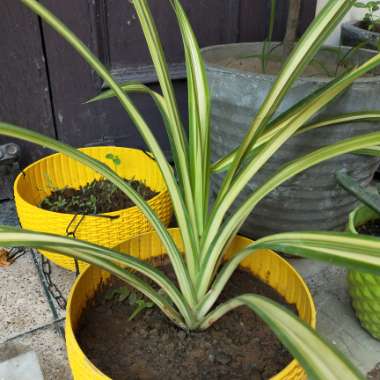 Pandanus Baptistii  'Aureus'