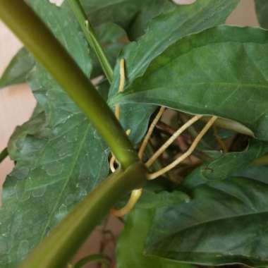 Syngonium podophyllum 'Albo Variegatum'