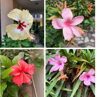 Hibiscus rosa-sinensis