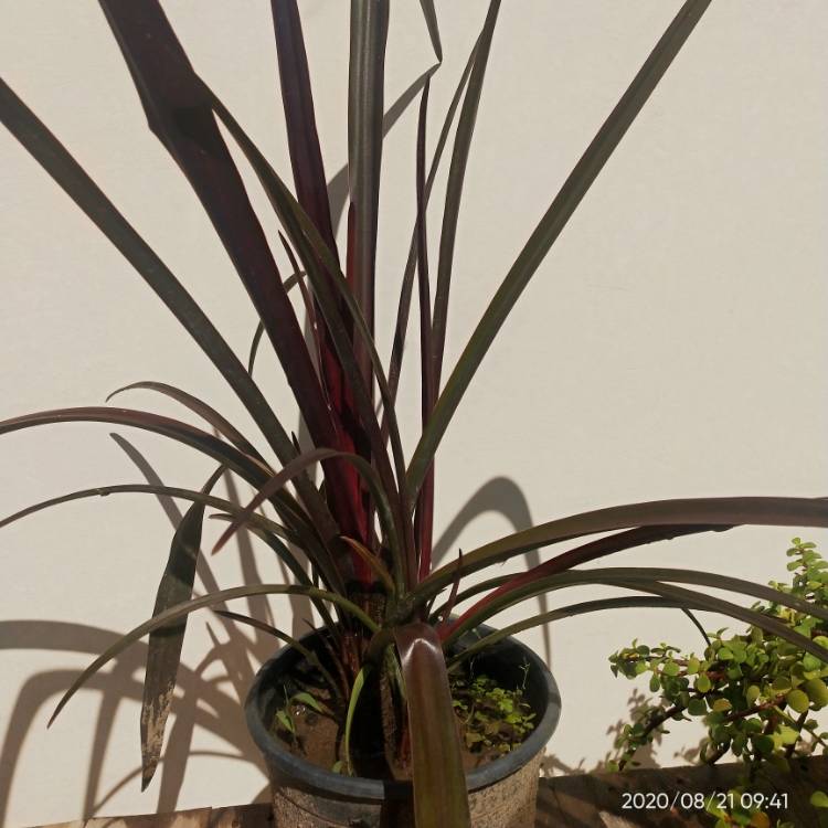 Plant image Phormium 'Black Velvet'