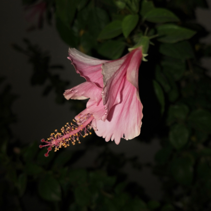 plant image 1407208