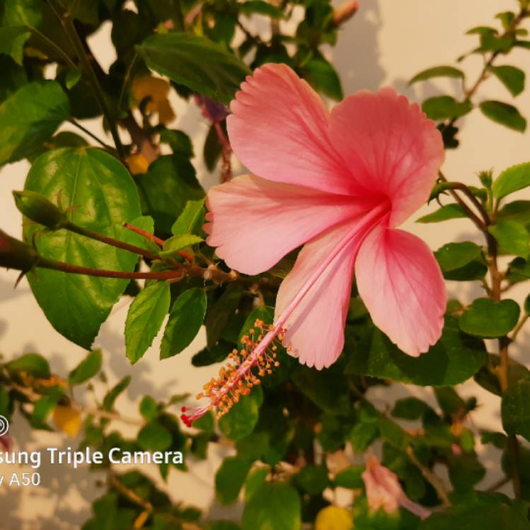 Plant image Hibiscus rosa-sinensis 'Albo Lacinatus'