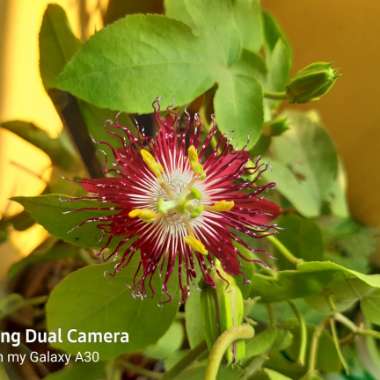 Passiflora 'Ruby Red'