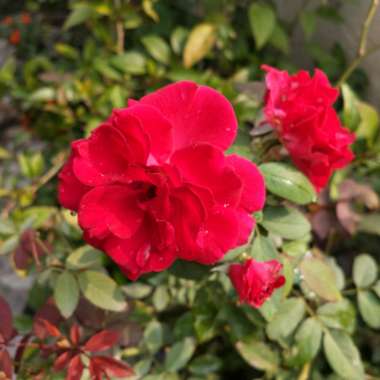 Rosa 'Baimir' syn. Rosa 'Kashmir', Rosa 'Kashmir Rose'