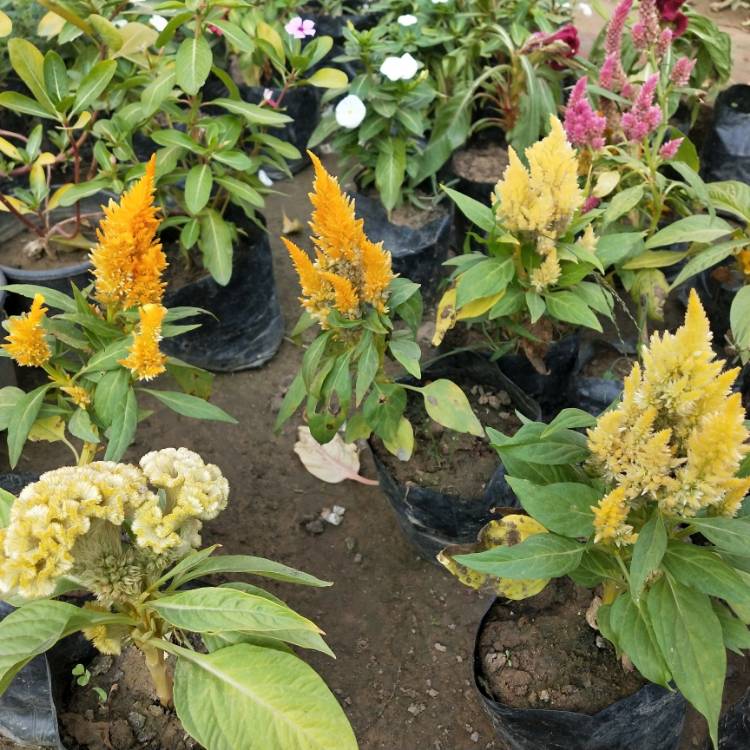 Plant image Celosia argentea plumosa