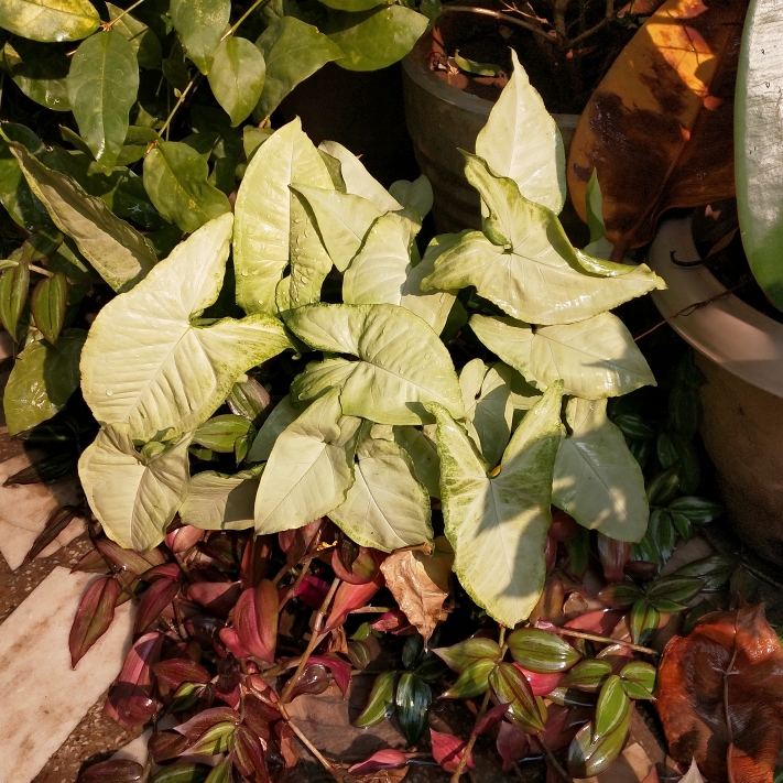 Plant image Syngonium Podophyllum Golden