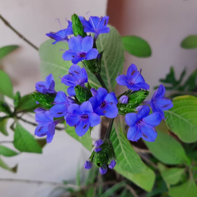 Plant image Eranthemum Pulchellum