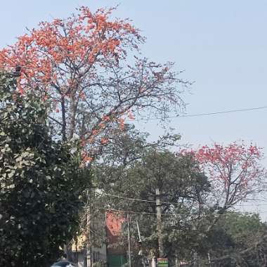 Bombax ceiba