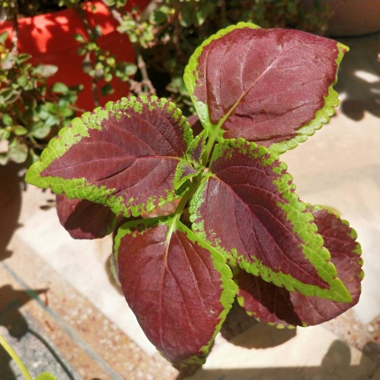 Plant image Solenostemon scutellarioides 'Pas2028' (Wizard Series) syn. Solenostemon scutellarioides 'Wizard Scarlet'