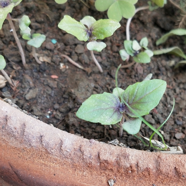 Plant image Ocimum basilicum 'Dark Opal' syn. Ocimum basilicum var. purpurascens 'Dark Opal'