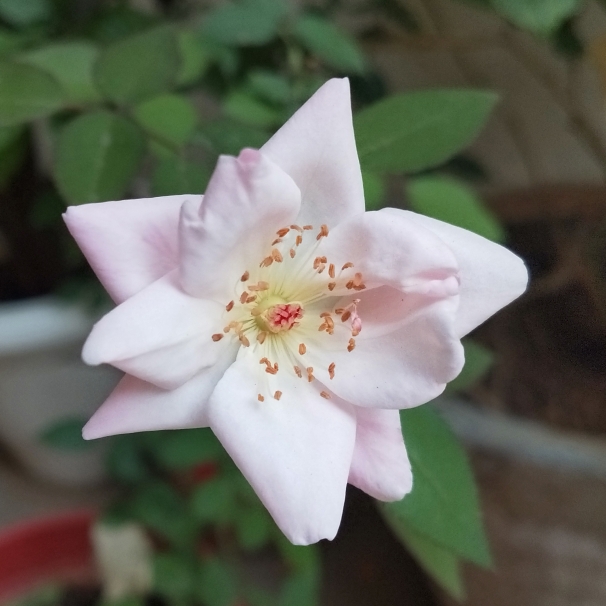 plant image 1474504