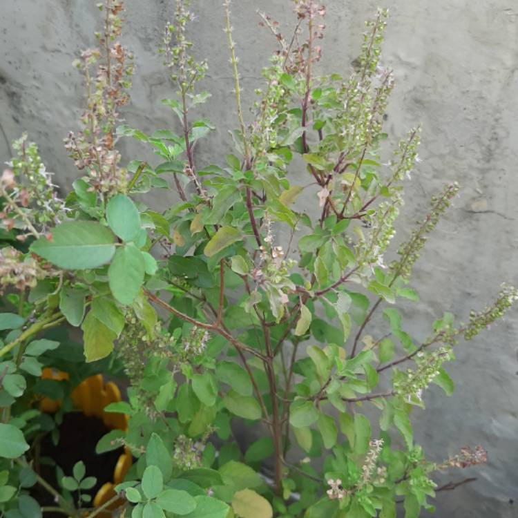 Plant image Ocimum tenuiflorum syn. Ocimum sanctum