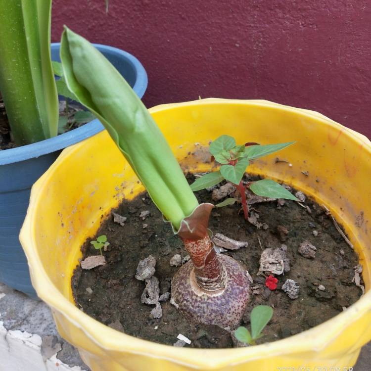 Plant image Scadoxus multiflorus syn. Haemanthus multiflorus