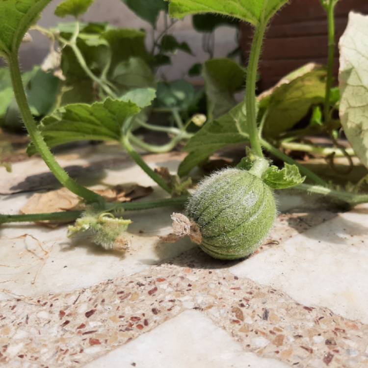 Plant image Cucumis melo var. cantalupensis 'Pepito'