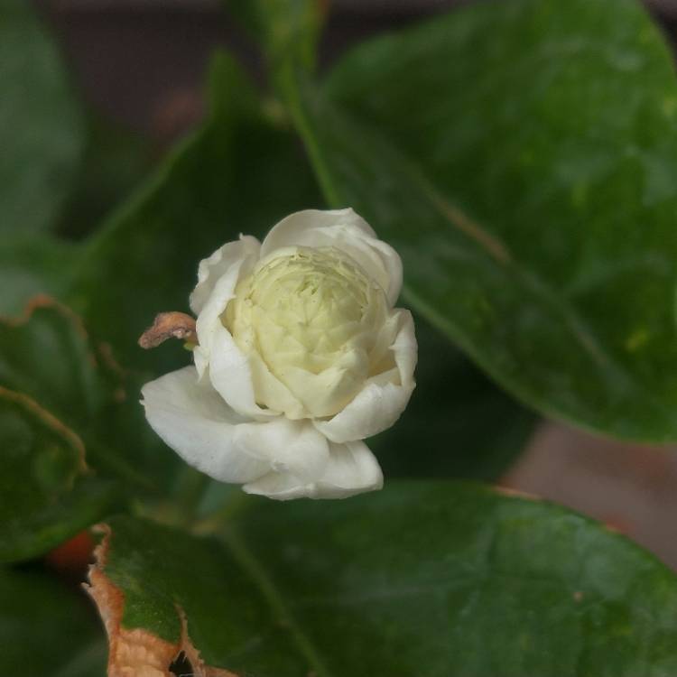 plant image 1499858