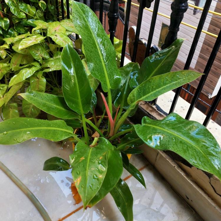 Plant image Philodendron