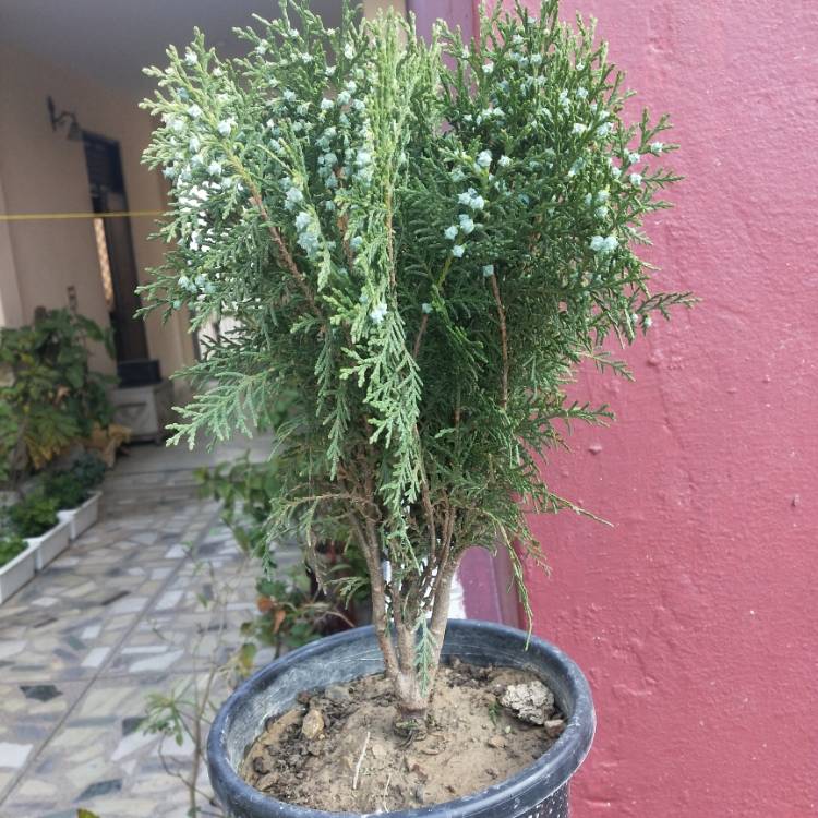 Plant image Thuja occidentalis