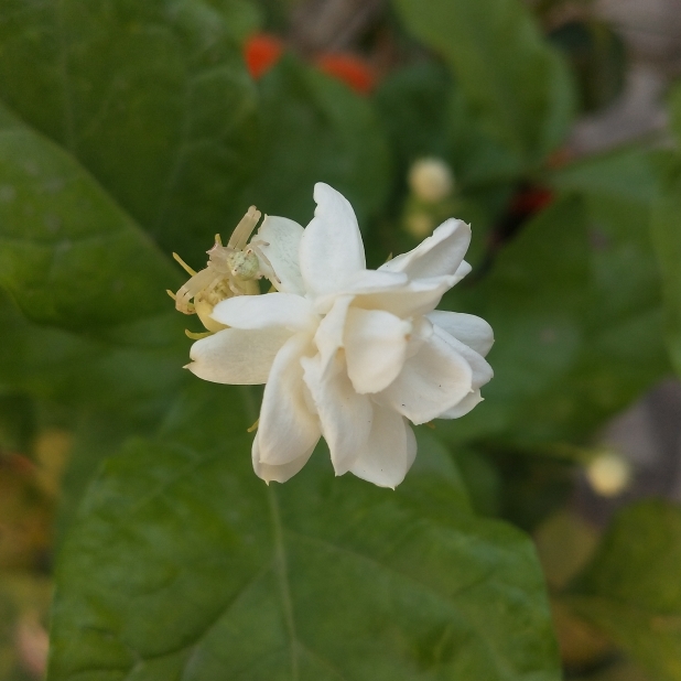 plant image 1571586