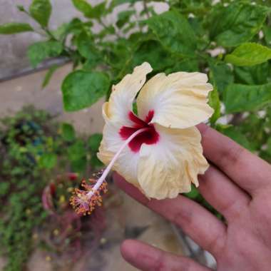 Hibiscus rosa-sinensis