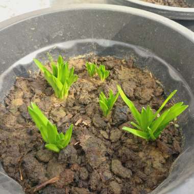 Albuca concordiana