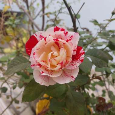 Rose 'Abracadabra' (Hybrid Tea)