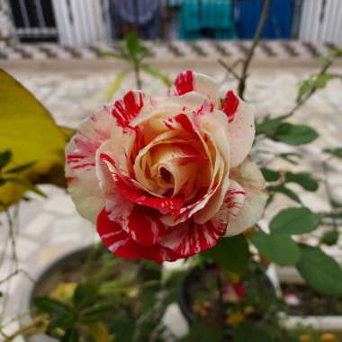 Rose 'Abracadabra' (Hybrid Tea)