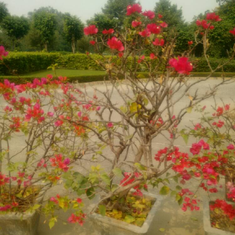 Plant image Bougainvillea 'Glowing Sunset'