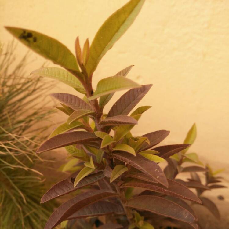 plant image 946462