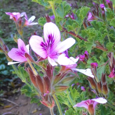 Pelargonium graveolens