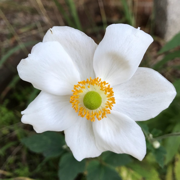 Plant image Anemone x hybrida 'Andrea Atkinson'