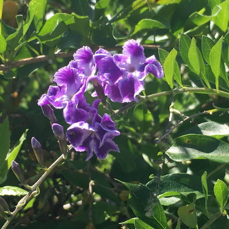 Plant image Duranta