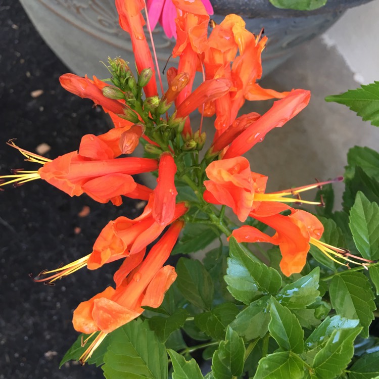 Plant image Tecoma Capensis