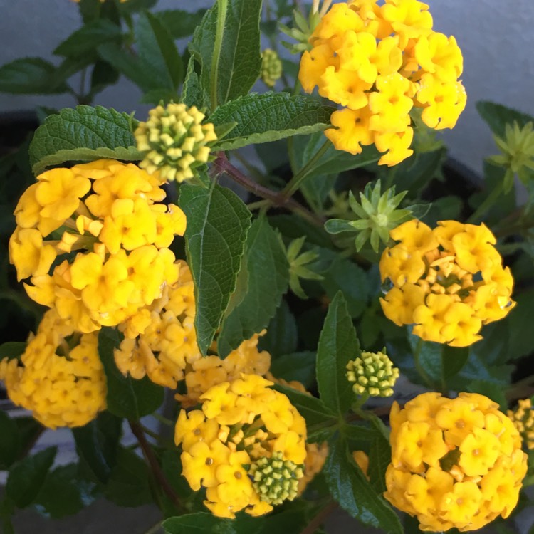 Plant image Lantana camara 'New Gold'