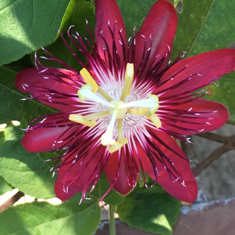 Plant image Passiflora 'Ruby Red'