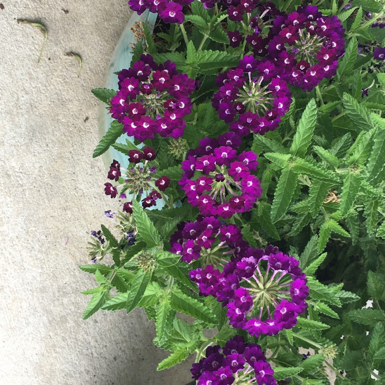 Plant image Verbena 'Empress Purple'